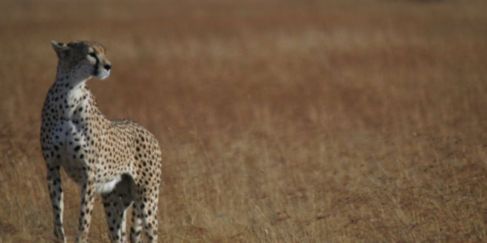 New study finds cheetah popula...
