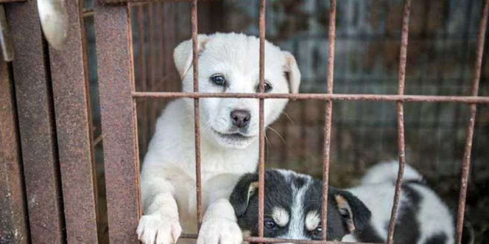200 dogs rescued from South Ko...