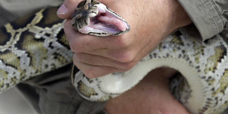 Snakeskin fashion: a python farm |