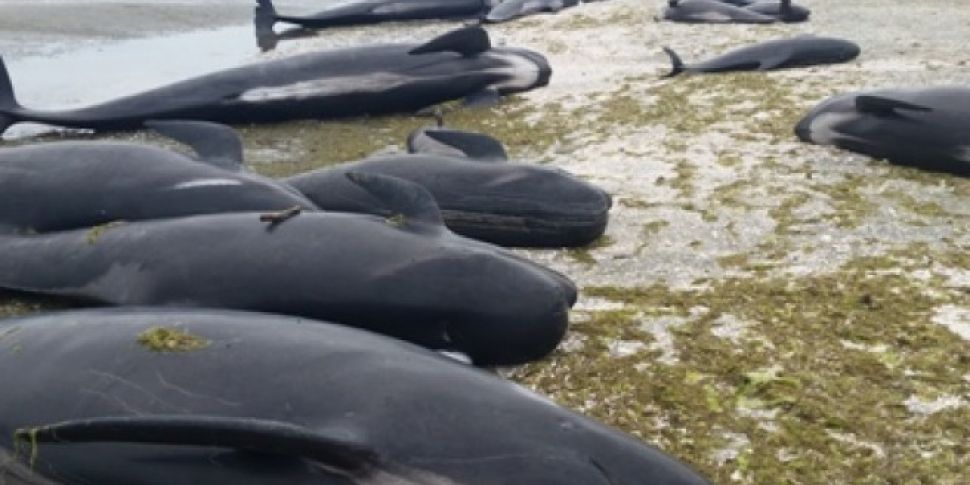 Race to save 90 beached whales...