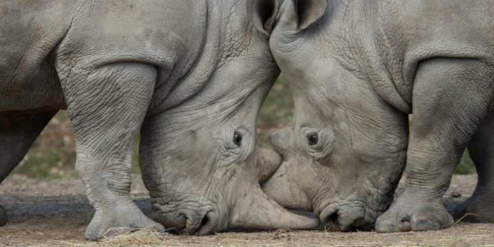 Rhino shot dead by poachers in...