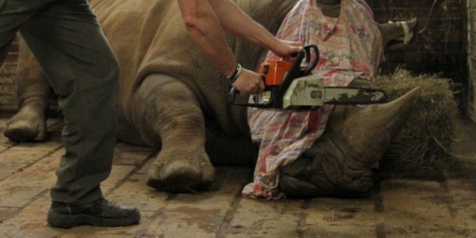 Czech zoo removing rhino horns...