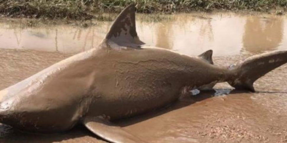 Cyclone dumps bull shark on Au...