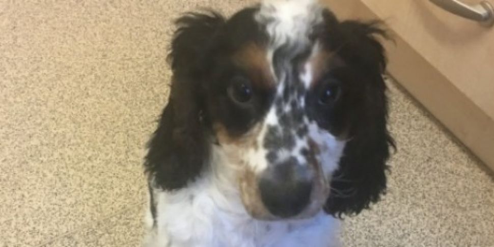 Appeal after puppy found drown...