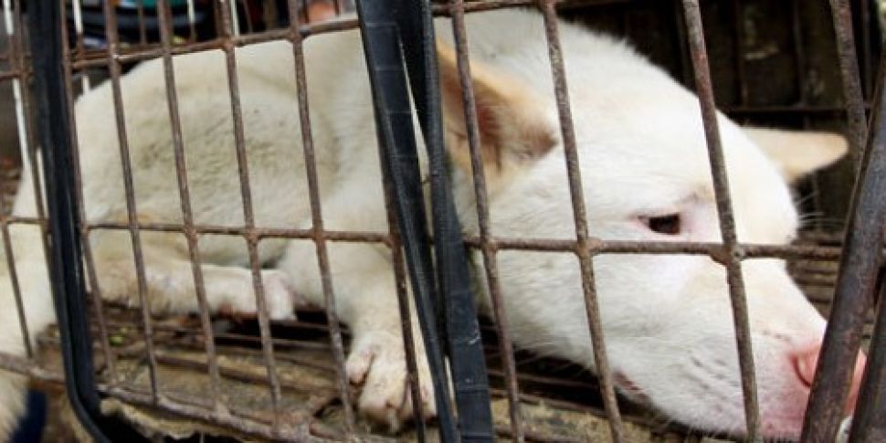 Taiwan bans killing of dogs an...