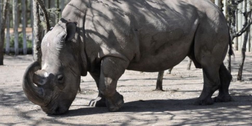 Could this white rhino be your...