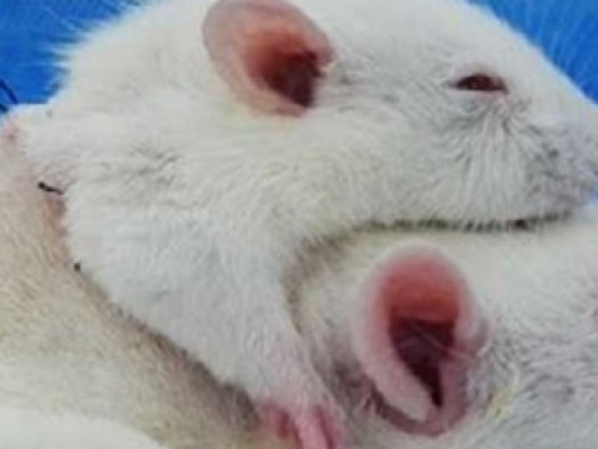 Surgeon wants to try rat head transplant on a human patient | Newstalk