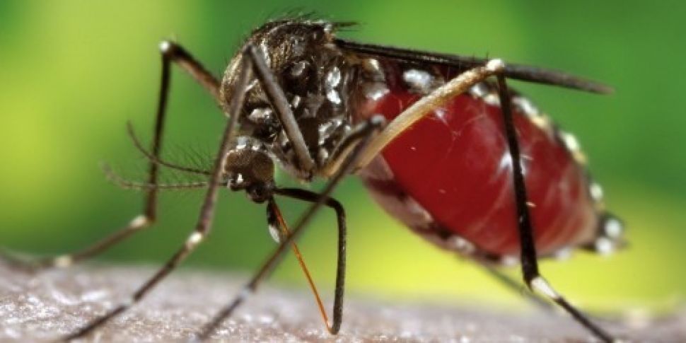 Insect control releases thousa...