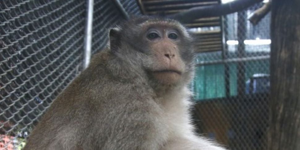 Uncle Fat, an obese Thai monke...
