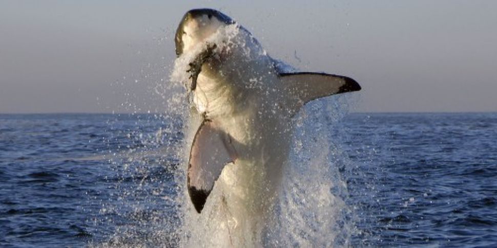 Great white shark jumps into e...