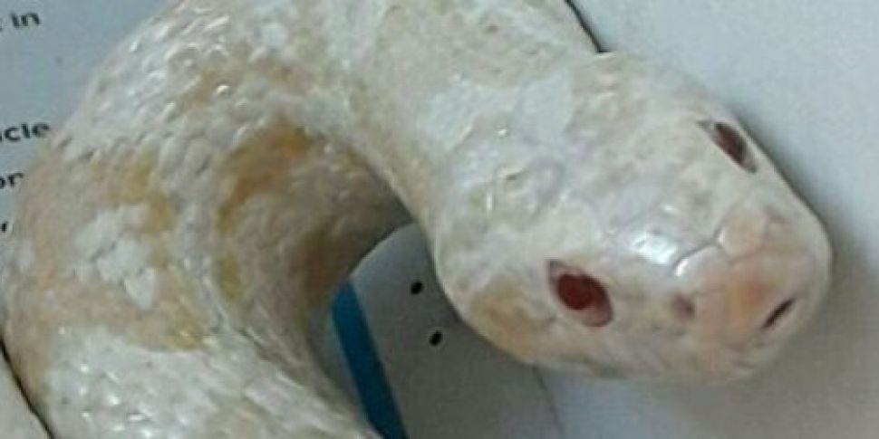 Do you own this snake found in...