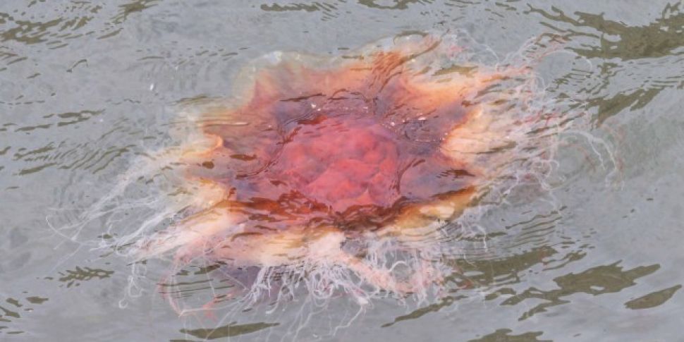 Dangerous jellyfish sighted in...