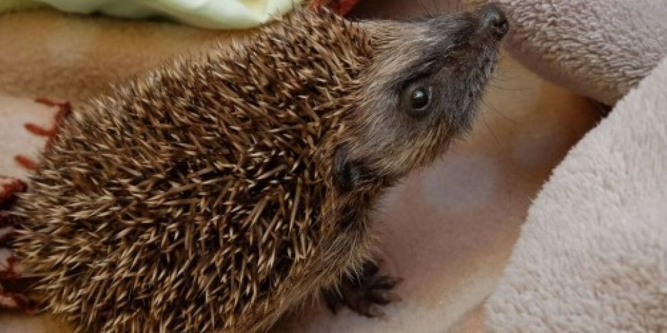 WATCH: Baby hedgehogs Seamus a...