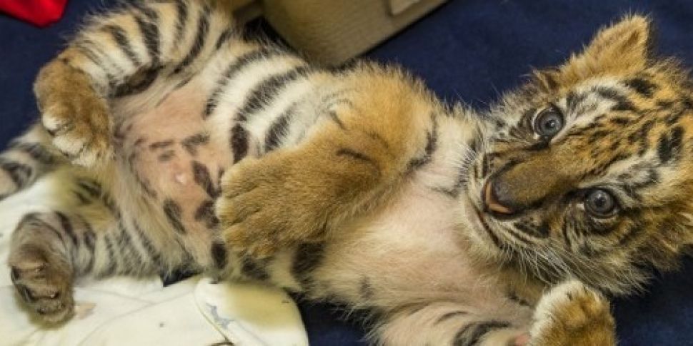 WATCH: Tiger cub taken in by v...