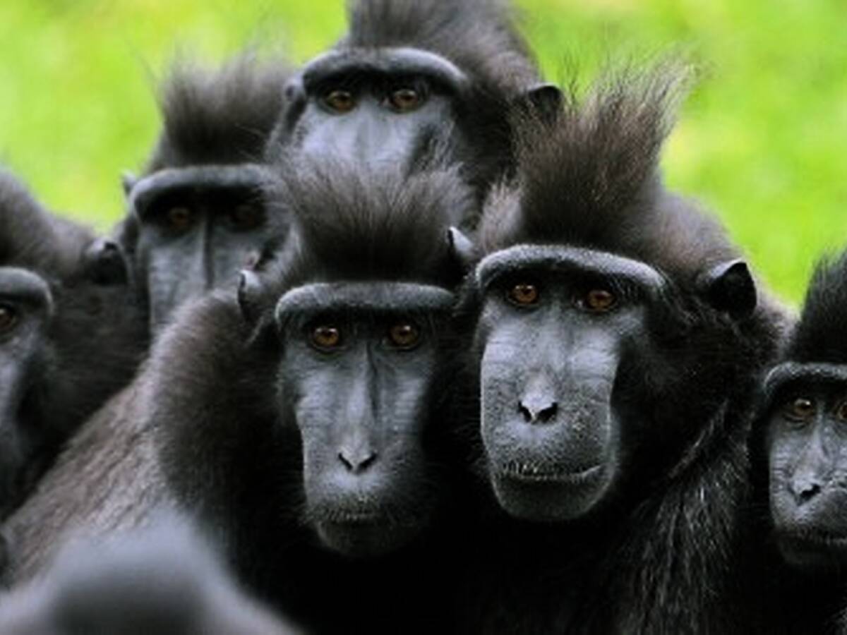 'Monkey selfie' legal battle settles out of court | Newstalk 'Monkey selfie' legal battle settles out of court | Newstalk