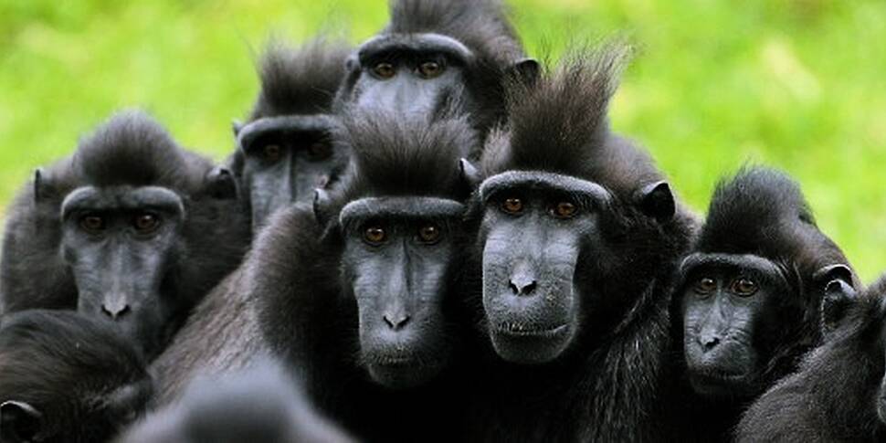 'Monkey selfie' legal battle settles out of court | Newstalk