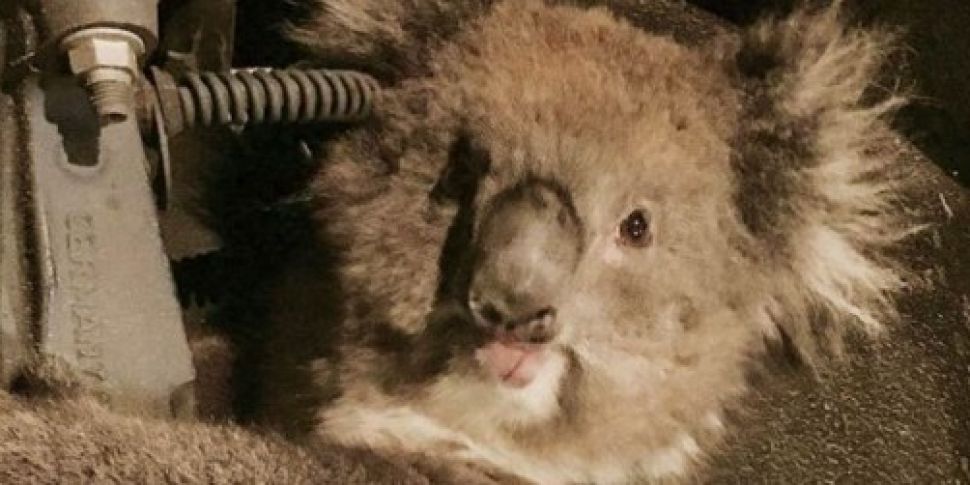 PICTURES: Koala discovered in...