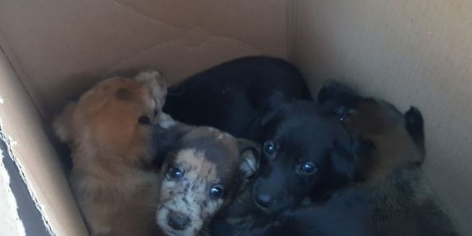 Ten puppies rescued in County...