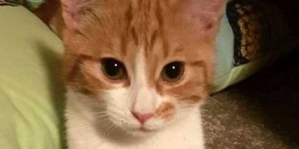 New Zealand's much-loved 'first cat' Paddles dies after ...