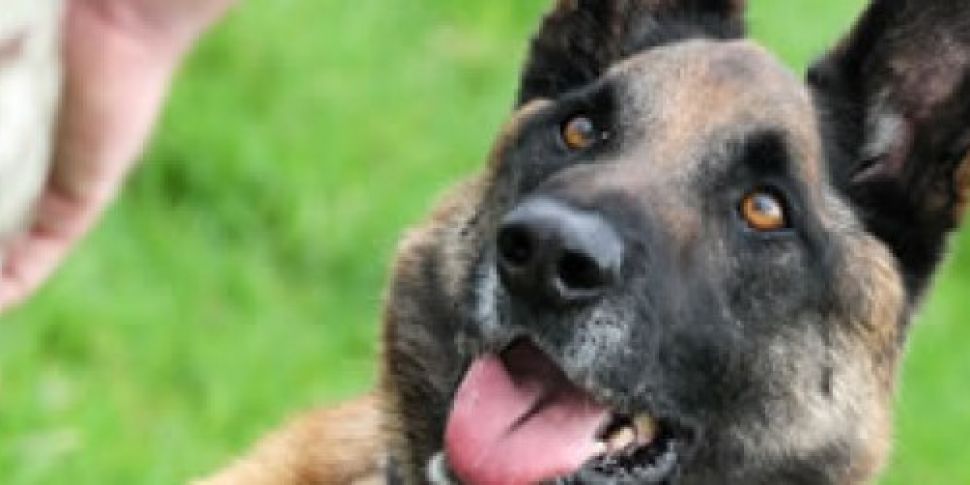 WATCH: British military dog re...