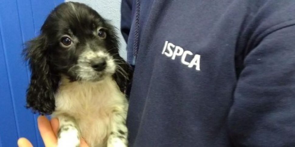 PICTURES: Seven puppies rescue...