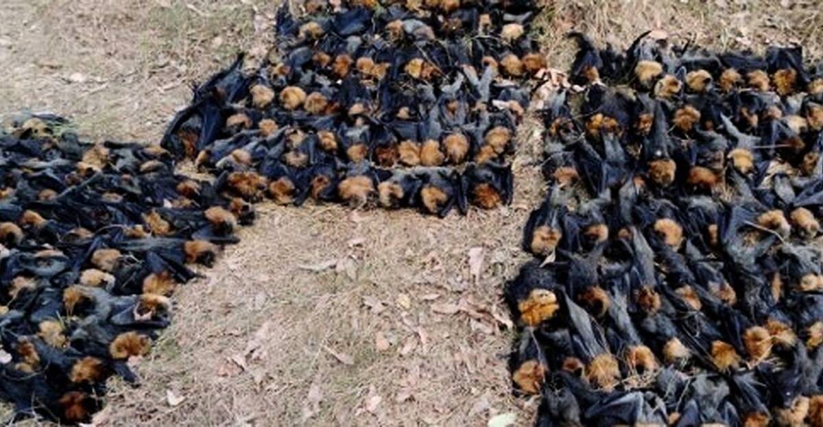 Hundreds Of Bats Die As Australian Heatwave Sees Temperatures Soar ...