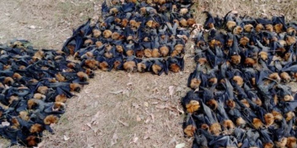 Hundreds of bats die as Austra...