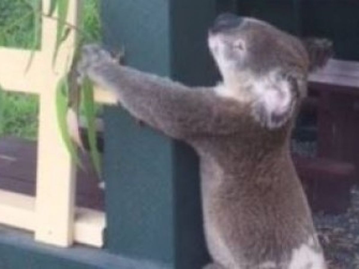 Former Divide veterinarian working with orphaned koala bears in Australia, Pikes Peak Courier