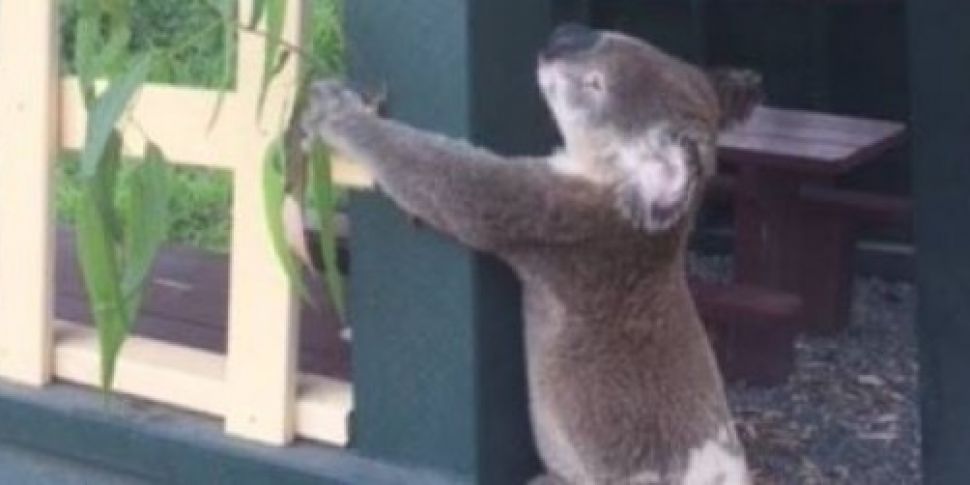 Investigation after koala foun...