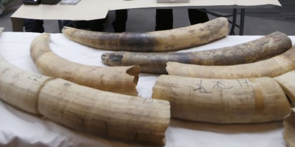 African elephant tusks worth €...