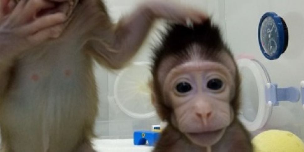 Monkey clones made using techn...