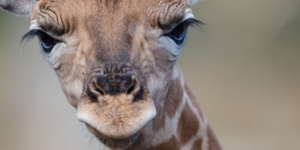 Dublin Zoo welcomes new baby g...