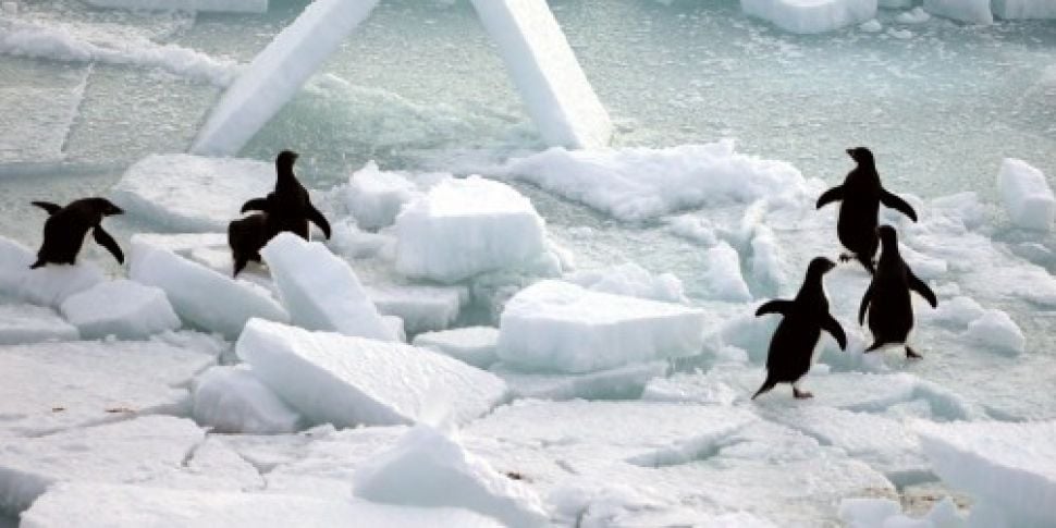 Scientists discover penguin &a...