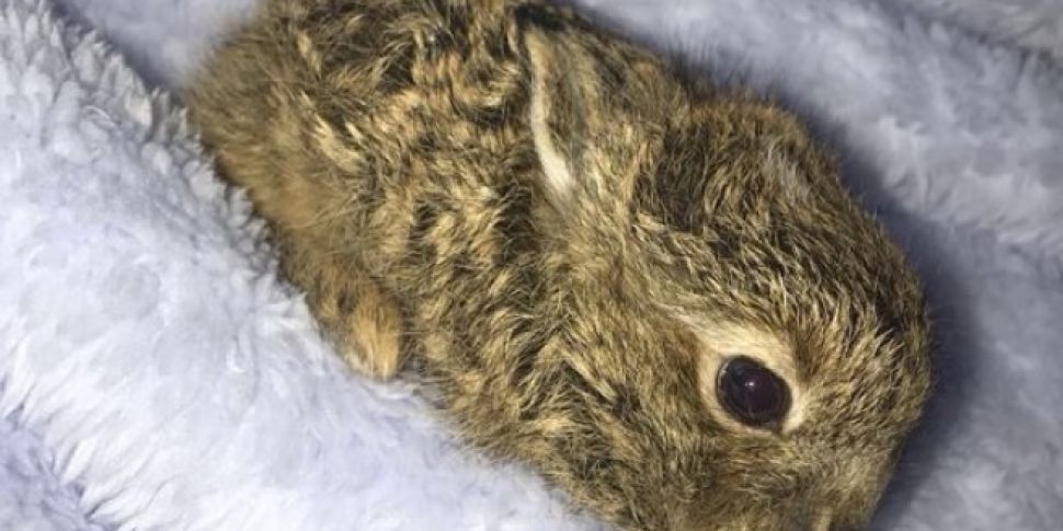 Baby hare &#34;recovering...