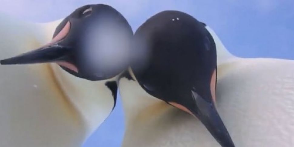 WATCH: Penguins get up close a...
