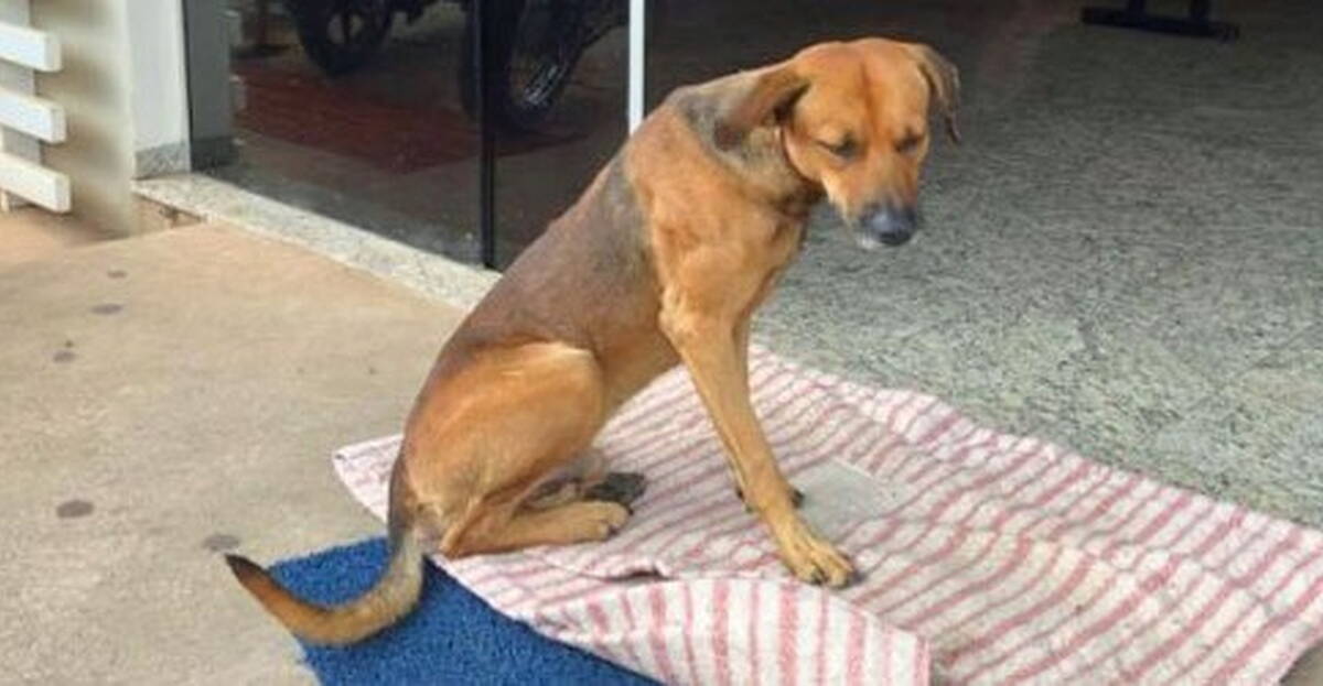 PICTURES: Dog refuses to leave hospital where his owner died | Newstalk