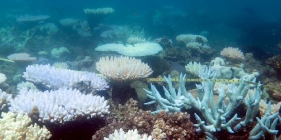 Corals in Great Barrier Reef e...