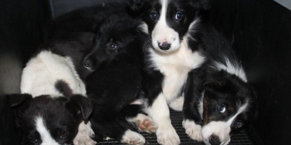 Nearly 30 Irish puppies found...