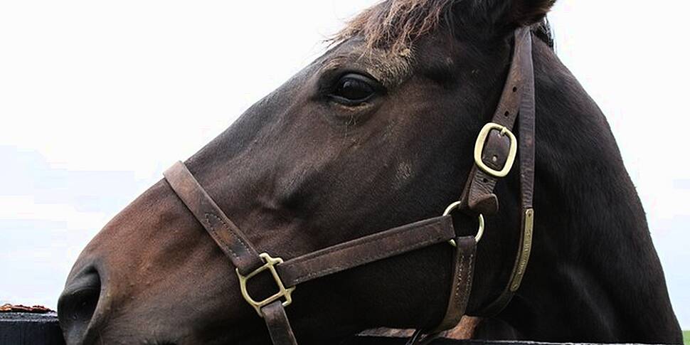 Horse doused with petrol &...