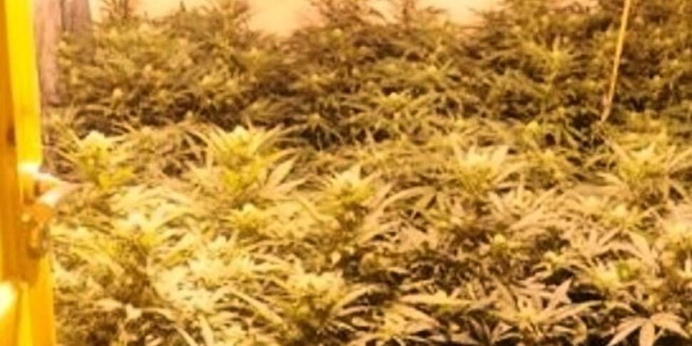 Two arrested after cannabis gr...