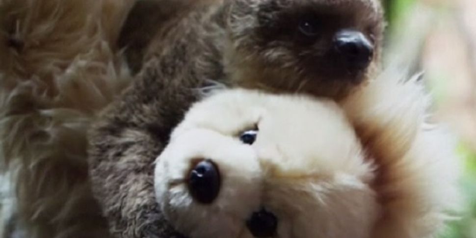 WATCH: Baby sloth at a London...