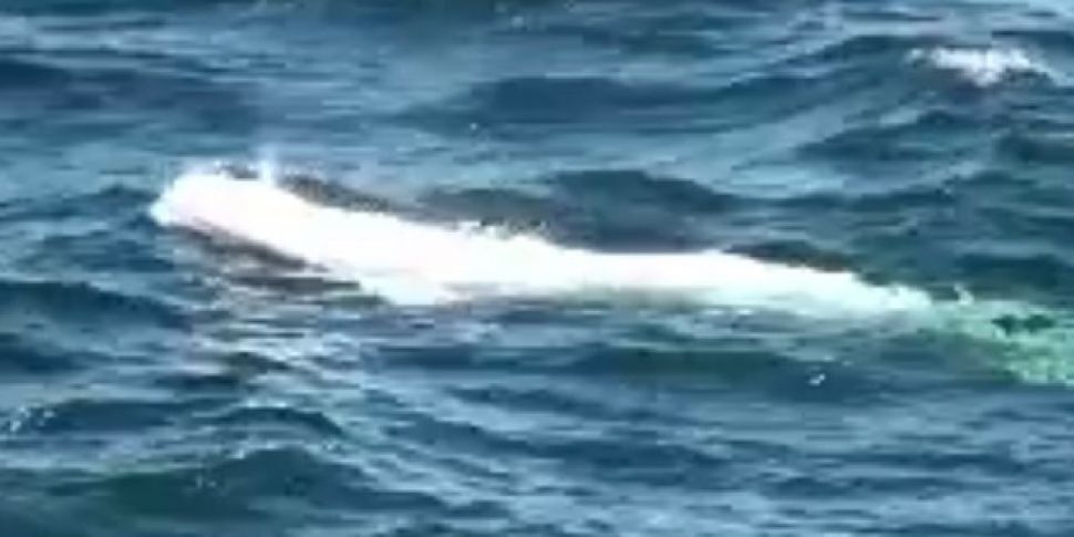 WATCH: Beautiful beluga whale...