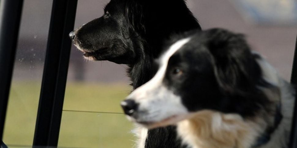 Sheepdog does a Homeward Bound...