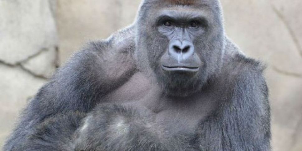 Endangered gorilla shot dead a...