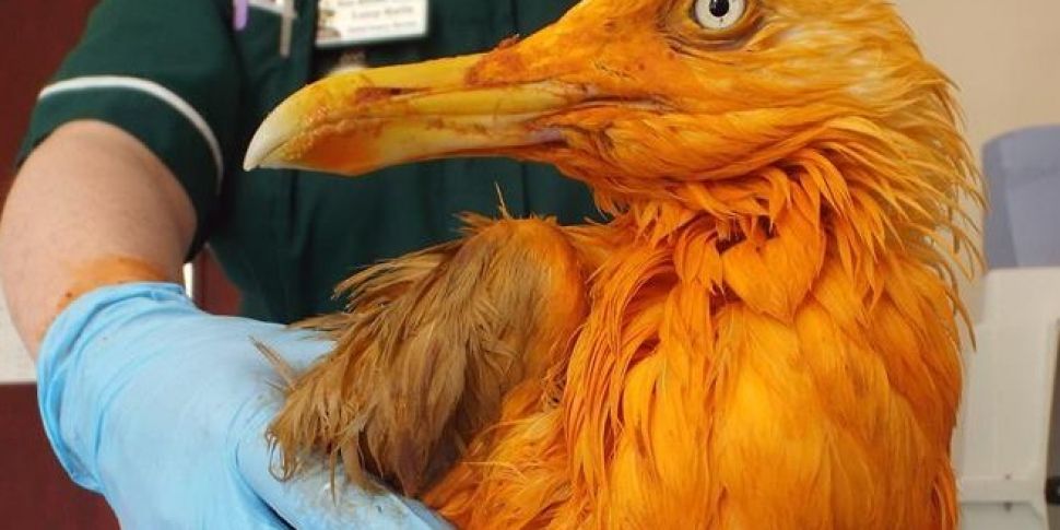 Seagull dyed orange after plun...