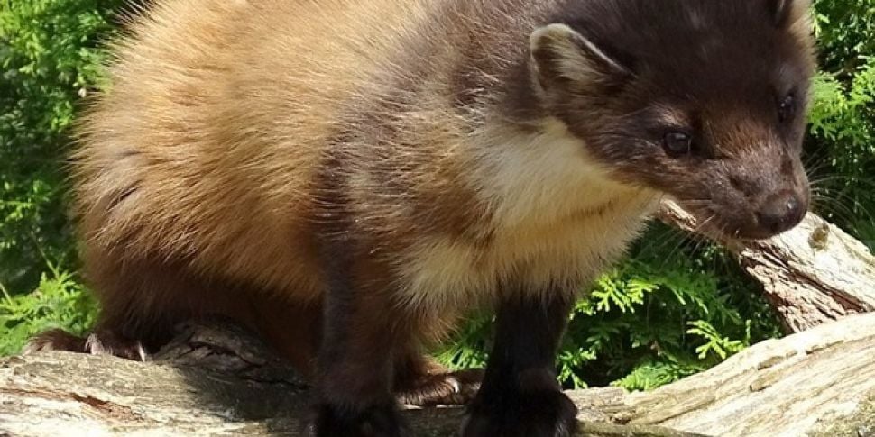 'Out-of-control' pine martens blamed for killing livestock on Irish  farms | Newstalk
