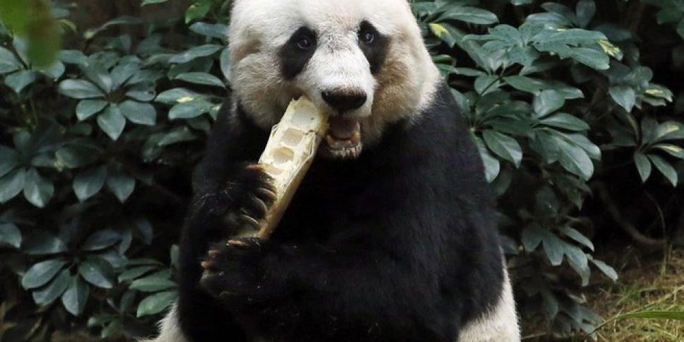 World&#39;s oldest panda e...