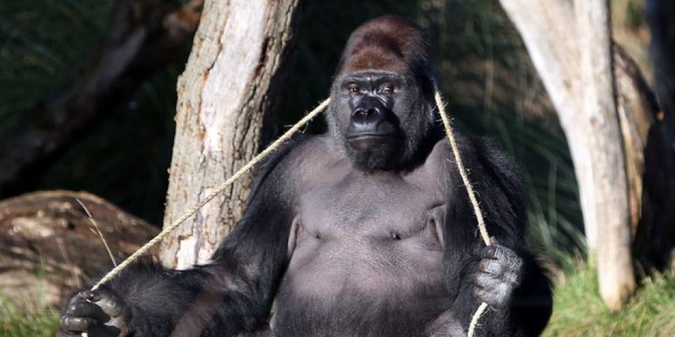 London Zoo gorilla drank five...