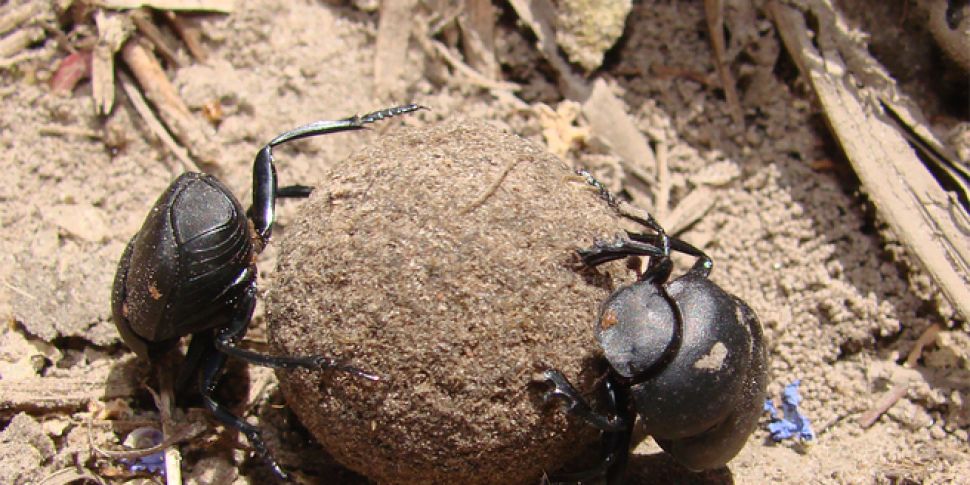 Dung Beetles and Viral Vectors