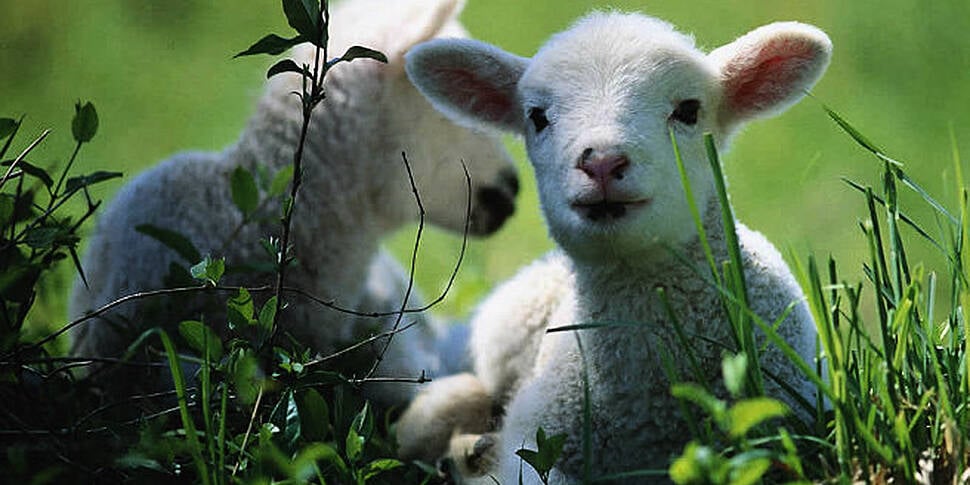 Lambing season